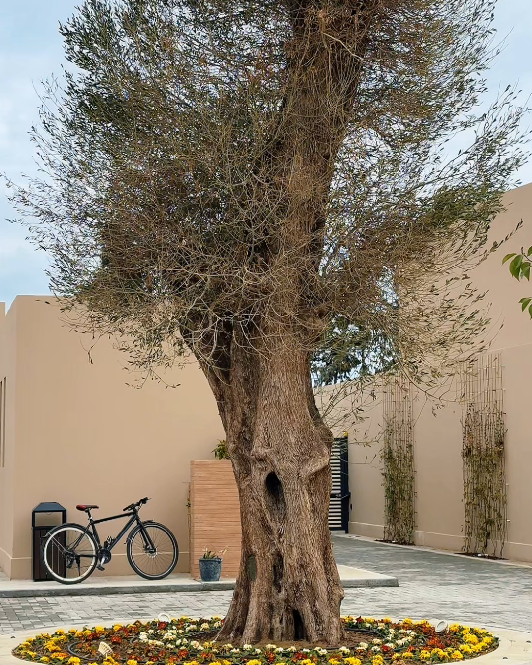 Musakhanov Kamal Aga Pasha oghlu, Seyidova Khuraman Seyidmammad gizi